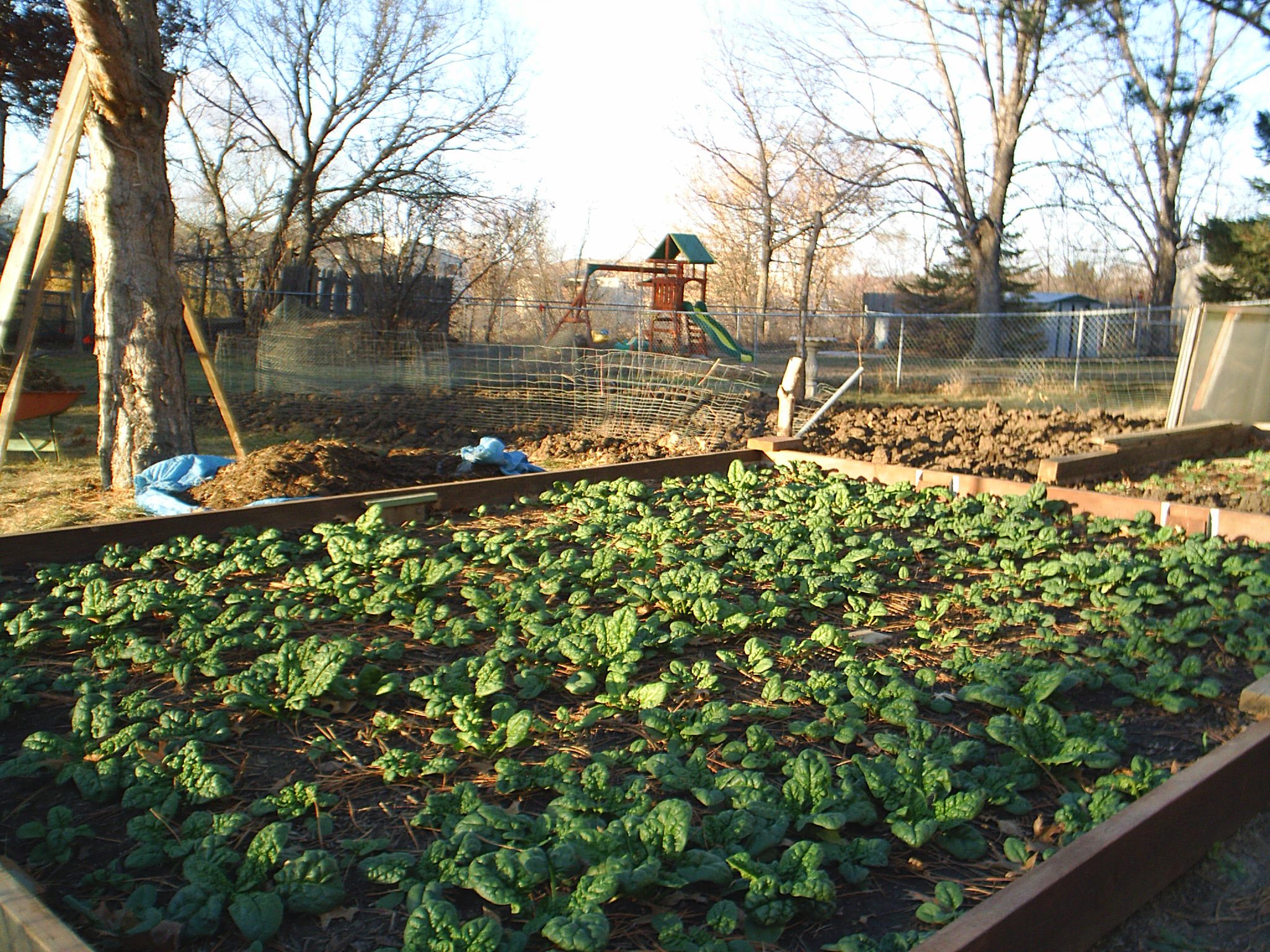 picture of spinach garden in November