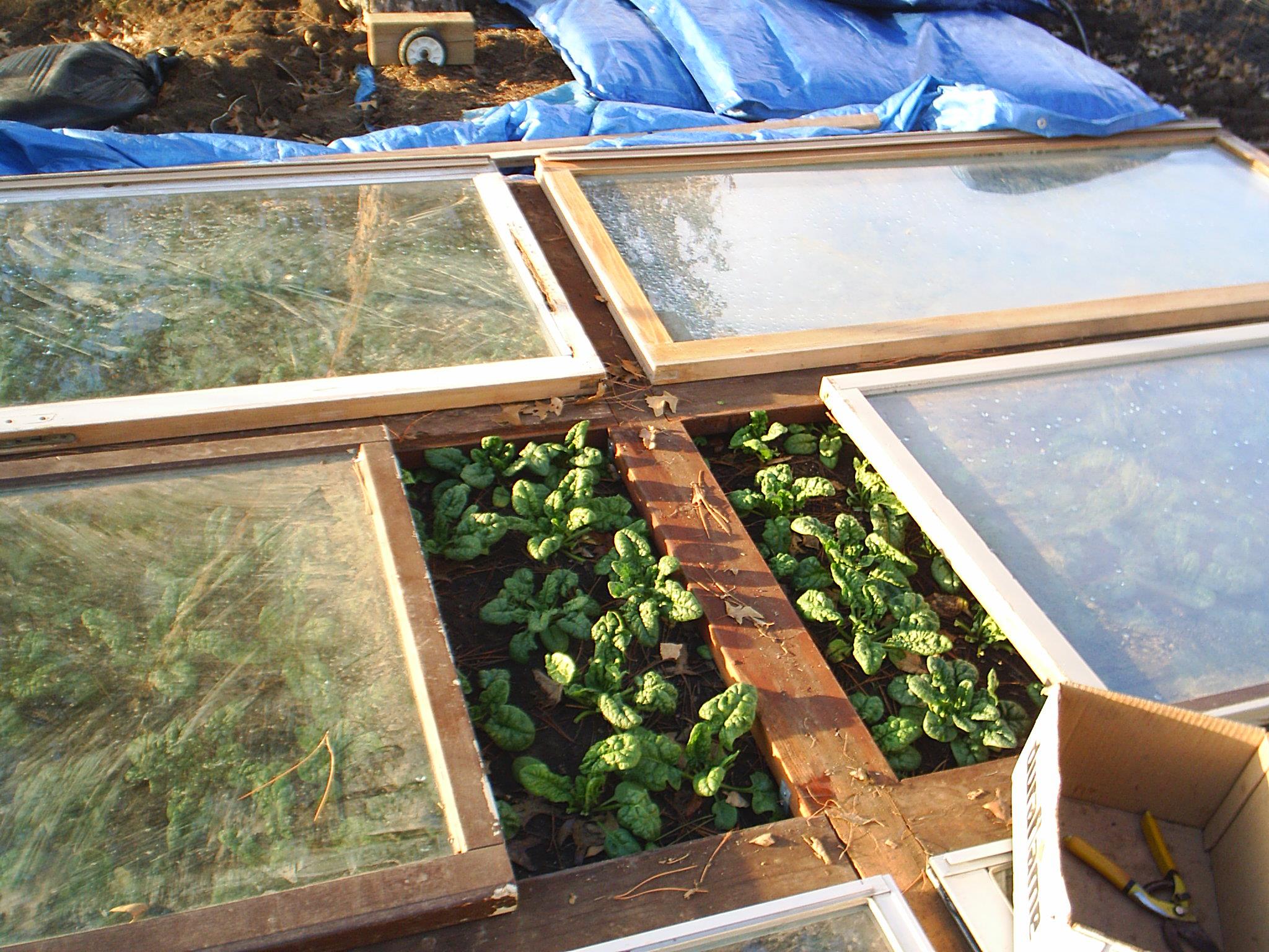 picture of spinach garden in December