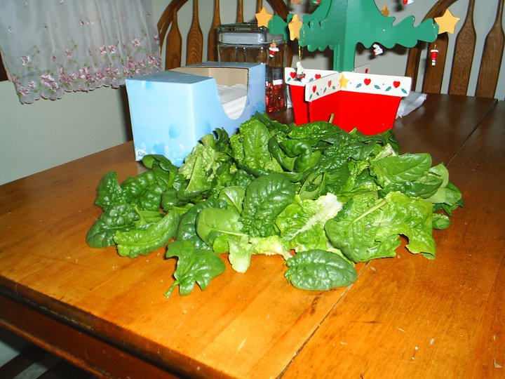 picture of spinach