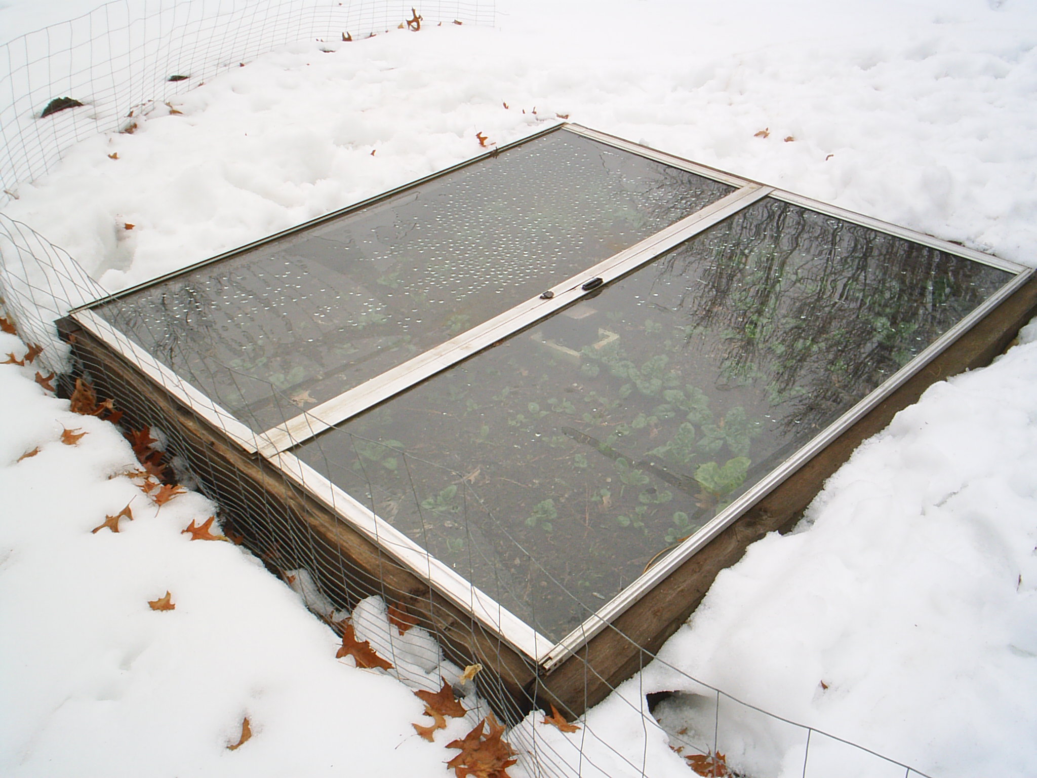 picture of simple cold frame with spinach