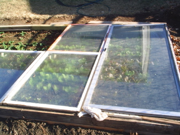 picture of lettuce in cold frame in early winter