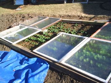 picture of early cold frame in early winter