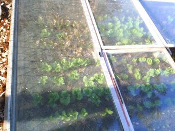 picture of lettuce growing in cold frame