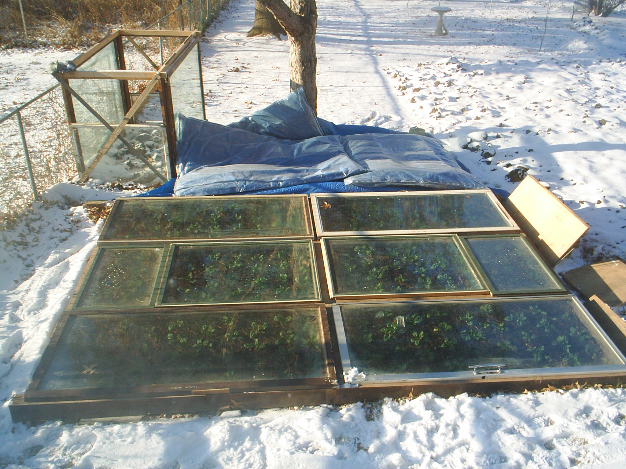 picture of growing spinach inside cold frame