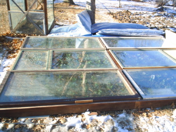 picture of growing spinach inside cold frame