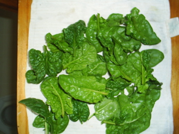 picture of freshly washed spinach